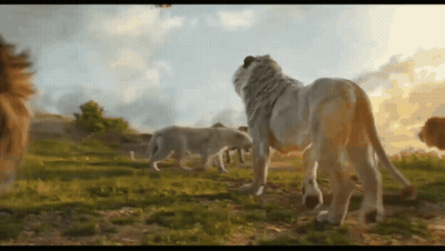 Herd Of Lions Standing In Grassy Field GIF