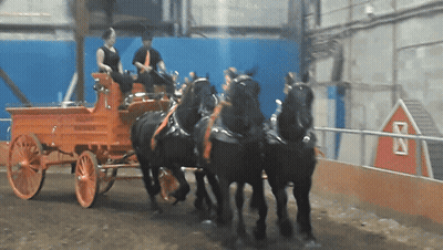 Herd Of Red Horses Running In Field GIF