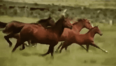 Herd Of Red Horses Running GIF