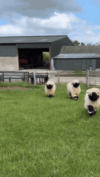 Herd Of Sheep In Grassy Field With Barn GIF