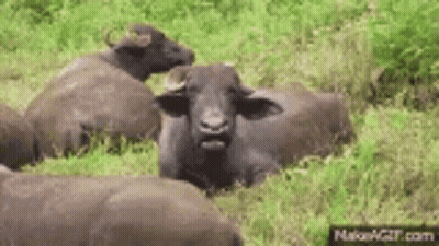 Herd Of Water Buffalo Lying Down GIF
