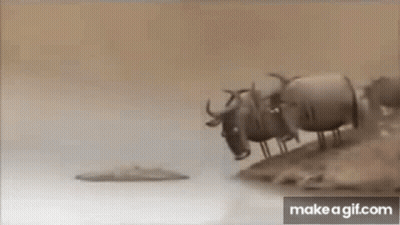 Herd Of Water Buffalo On Sandy Hill Next To Water GIF
