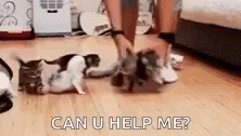 Herding Cats Can You Help Me Meme GIF