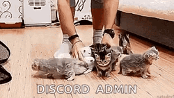 Herding Cats Discord Admin Funny Meme GIF