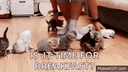 Herding Cats Is It Time For Breakfast  GIF