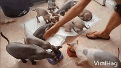 Herding Sphynx Cat At Home Eating GIF