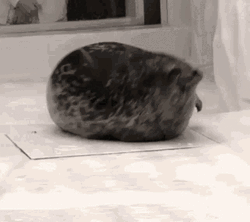Here Comes The Seal GIF