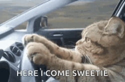 Here I Come Sweetie Cat Driving GIF