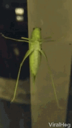 Hexacentrus Japonicus Grasshopper GIF
