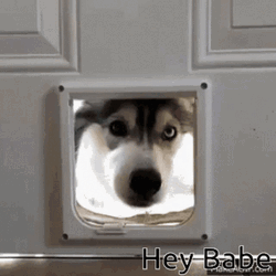 Hey Babe Husky GIF