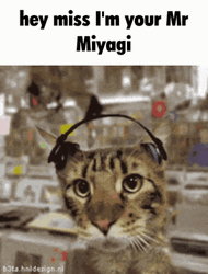 Hey Miss I'm Your Mr Miyagi  GIF