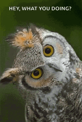 Hey Owl Blinking