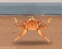 Hey Siri Show Me Running Animated Ocypode Gaudichaudii GIF