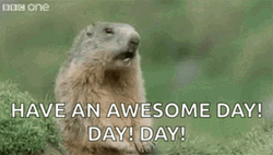 Hey Squirrel Have An Awesome Day GIF