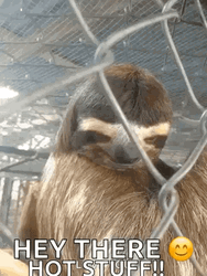 Hey There Hot Stuff Sloth GIF