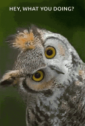 Hey What You Doing Owl Wyd GIF
