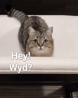 Hey Wyd Cute Cat GIF