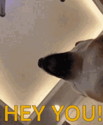 Hey You Dog Surprise GIF