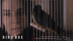 Hi Bird Box Sandra Bullock GIF