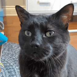 Hi Black Cat  GIF
