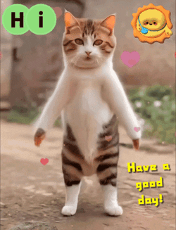 Hi Hello GIF