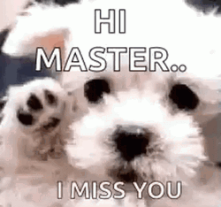 Hi Master I Miss You GIF