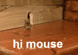 Hi Peeking Mouse  GIF