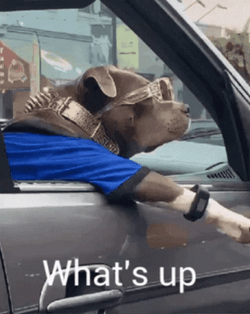 Hi There Cool Bully Driving GIF