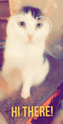 Hi There Cute Cat Shaking Hands GIF