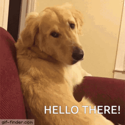 Hi There Golden Retriever Upside Down Head GIF