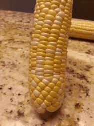 Hidden Knife In A Fake Corn GIF