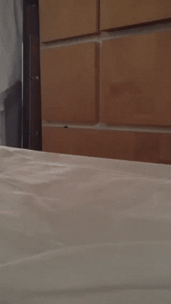 Hide And Seek Sneaky Kitten GIF