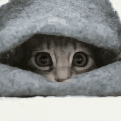 Hide Cat Under Blanket GIF