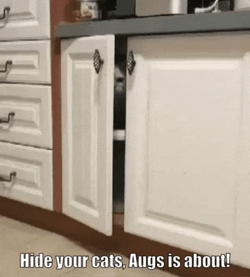 Hide Your Cats Augs Is About GIF