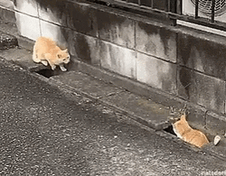 Hiding Cats Orange Chase Play GIF