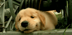Hiding Golden Retriever GIF