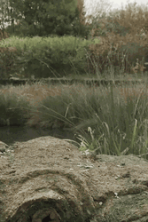 Hiding Goose Duck GIF
