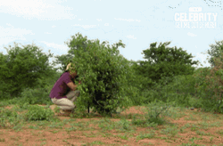 Hiding In The Bush GIF
