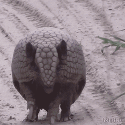 Hiding Meme Anteater Defense Mode GIF