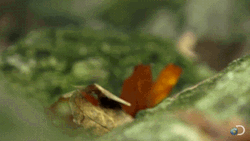 Hiding Wild Squirrel GIF