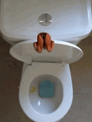 High Diving On The Toilet Bowl Meme GIF