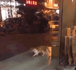 Hilarious Cat Doing Moonwalk GIF