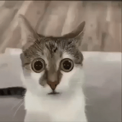 Hilarious Cat Suspense Look GIF