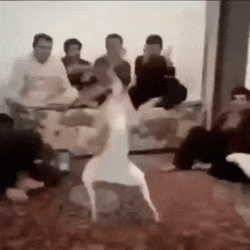 Hilarious Dancing Reindeer Clapping Crowd GIF