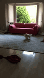 Hilarious Dog Chasing Tail Playing GIF
