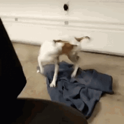 Hilarious Dog Quick Spinning Chasing Tail GIF