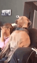 Hilarious Dog Terrified Shock GIF