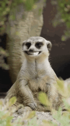 Hilarious Face App Animal Hehehe GIF