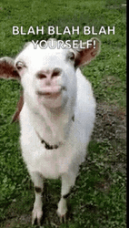 Hilarious Goat Stick Tongue Out GIF