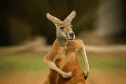 Hilarious Kangaroo Running